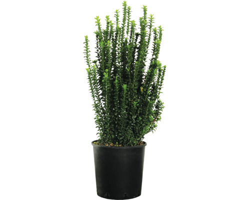 Buis dans un pot