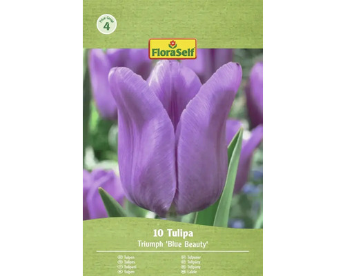 Tulipes FloraSelf Triumph 'Blue Beauty', 10 pièces