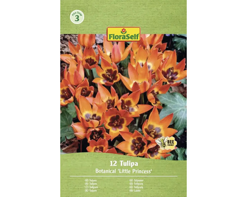 Paquet de 12 tulipes botaniques 'Little Princess' de FloraSelf