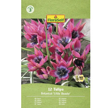 Zwölferpackung Botanische Tulpe Little Beauty