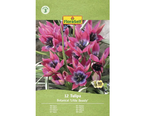 Zwölferpackung Botanische Tulpe Little Beauty