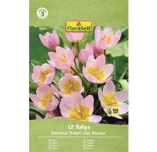 Packung Tulpen der Sorte Bakeri Lilac Wonder