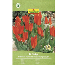 Packung Tulpen der Sorte Botanical Praestans Zwanenburg mit dem Symbol bienenfreundlich