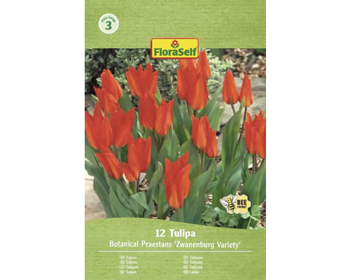 Paquet de tulipes de l'espèce Botanical Praestans Zwanenburg avec le symbole respectueux des abeilles