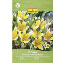 Verpackung mit 15 Tulpen Botanical Tarda Dasystemon der Marke FloraSelf
