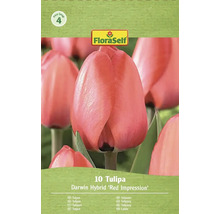 Packung Darwin Hybrid Red Impression Tulpen von FloraSelf