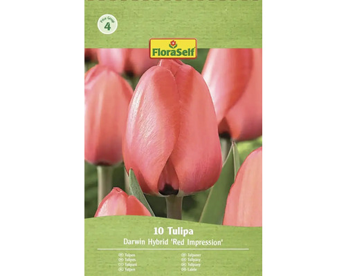Paquet de tulipes Darwin hybride Red Impression de FloraSelf