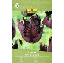 Verpackung mit acht Tulpen der Sorte Parrot Black Parrot