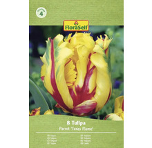 Verpackung mit 8 Tulipa Parrot 'Texas Flame' Blumenzwiebeln von FloraSelf