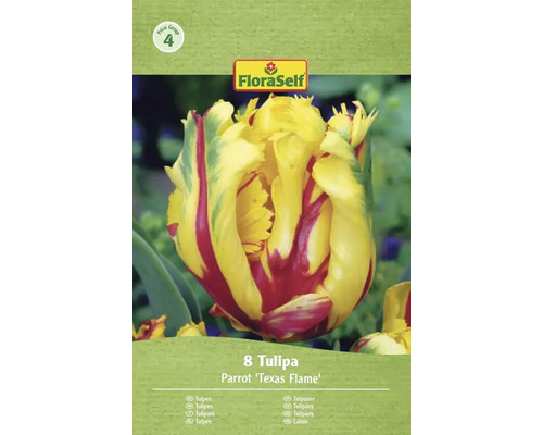 Paquet de 8 bulbes de tulipes perroquet 'Texas Flame' FloraSelf