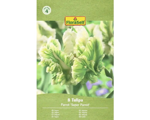 Emballage de 8 tulipes Parrot Super Parrot