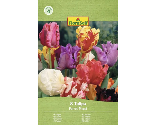 FloraSelf Paquet de 8 tulipes perroquet, mélange