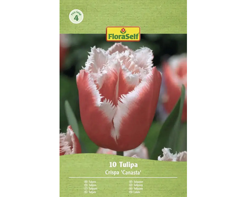 Paquet de 10 tulipes Crispa Canasta