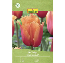 Tulpe Crispa 'Lambada' Blumenzwiebel Packung