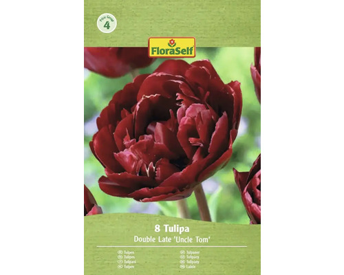 Paquet de 8 tulipes Double Late 'Uncle Tom' de FloraSelf