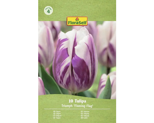 FloraSelf Tulipe Triumph 'Flaming Flag', 10 pièces