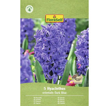 Paquet de 5 jacinthes orientalis bleu foncé de la marque FloraSelf