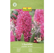 Verpackung mit fünf Hyazinthen der Sorte 'Jan Bos' von FloraSelf