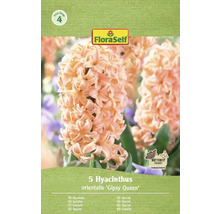 Verpackung mit fünf Hyazinthen der Sorte Gipsy Queen von FloraSelf