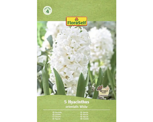 Emballage de 5 jacinthes blanches de l'espèce orientalis de FloraSelf