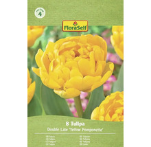 Paquet de 8 tulipes Double Late 'Yellow Pomponette'