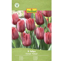 Verpackung mit Triumph Tulpen der Sorte 'Pallada', enthält 8 Stück