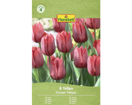 Emballage de tulipes Triomphe de la variété 'Pallada', contient 8 pièces