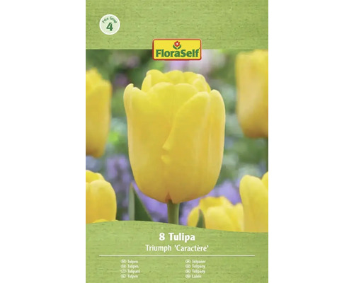 FloraSelf Tulipes Triumph Caractère, 8 pièces