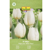 Paquet de 8 tulipes simples hâtives de la variété White Prince