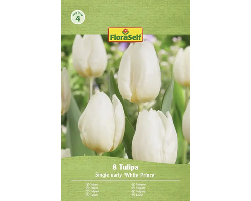 Paquet de 8 tulipes simples hâtives de la variété White Prince