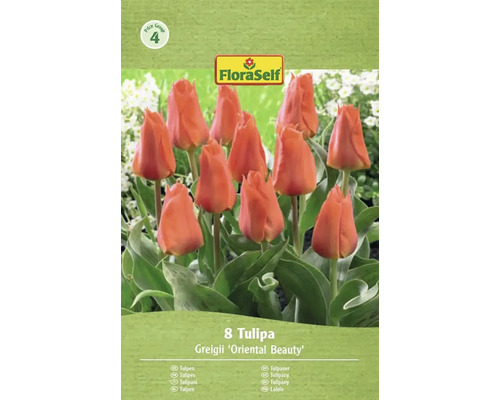 Tulipes FloraSelf Greigii 'Oriental Beauty', lot de 8 pièces