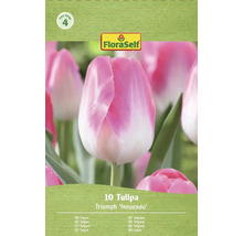 Paquet de bulbes de tulipes triomphales