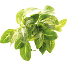 Plante avec des feuilles vertes