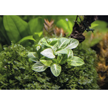 Plante d'aquarium avec des feuilles vertes et des nervures blanches