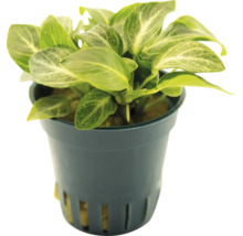 Anubias plante d'intérieur en pot