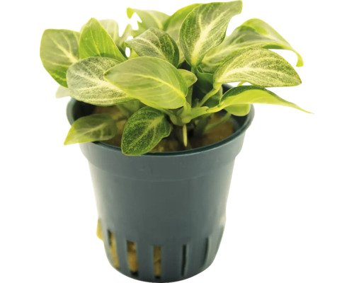 Anubias plante d'intérieur en pot