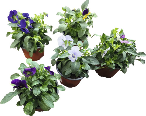 Différentes violettes en pots