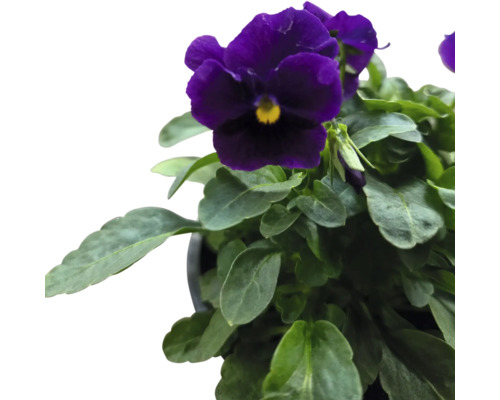 Pensée violette en pot