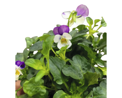 Pensée avec des feuilles vertes