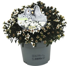 Schleifenblume im Topf mit Rock Collection Etikett