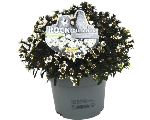 Schleifenblume im Topf mit Rock Collection Etikett