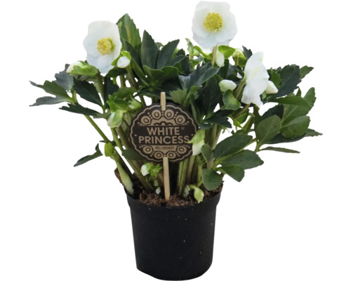 Hellébore White Princess en pot