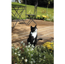 Scène de jardin avec table de jardin, chaises de jardin, terrasse en bois et un chat