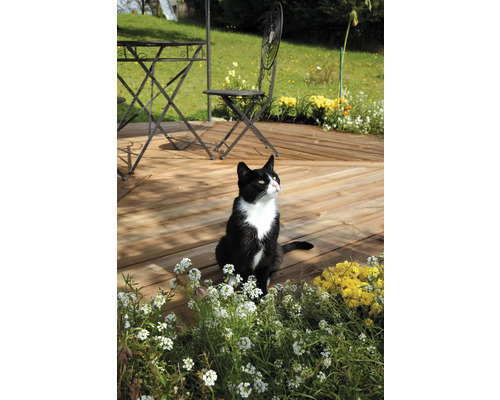 Scène de jardin avec table de jardin, chaises de jardin, terrasse en bois et un chat
