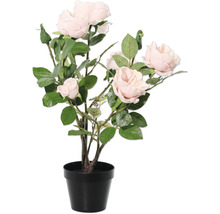 Rosier en pot pour l'intérieur