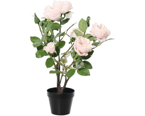 Rosier en pot pour l'intérieur