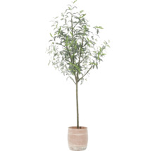 Olivier en pot