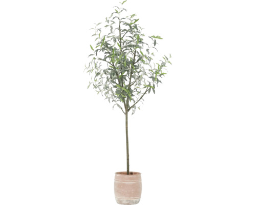 Olivier en pot