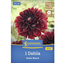 Un Dahlia GoGo Black