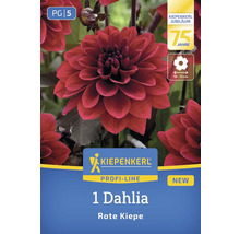 Kiepenkerl Dahlie Rote Kiepe, einjährige Pflanze